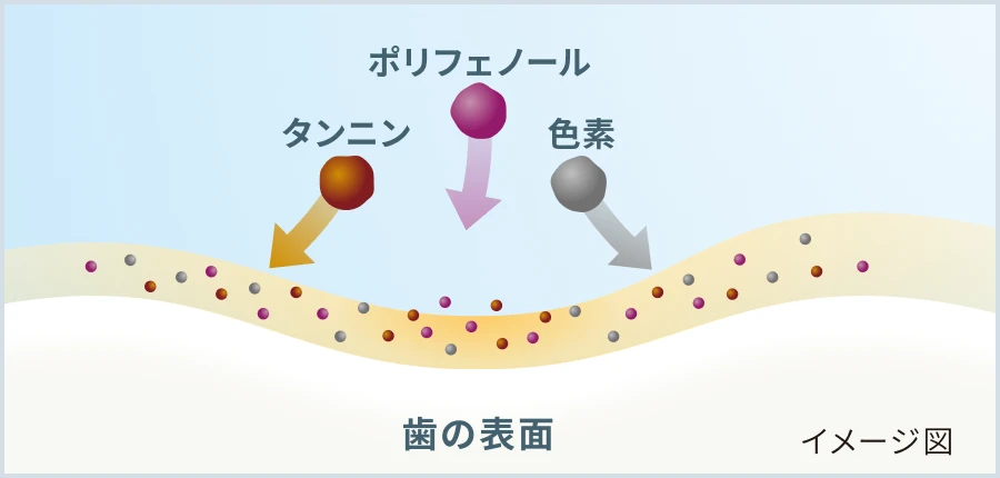 ステインが歯の表面に蓄積するイメージ図