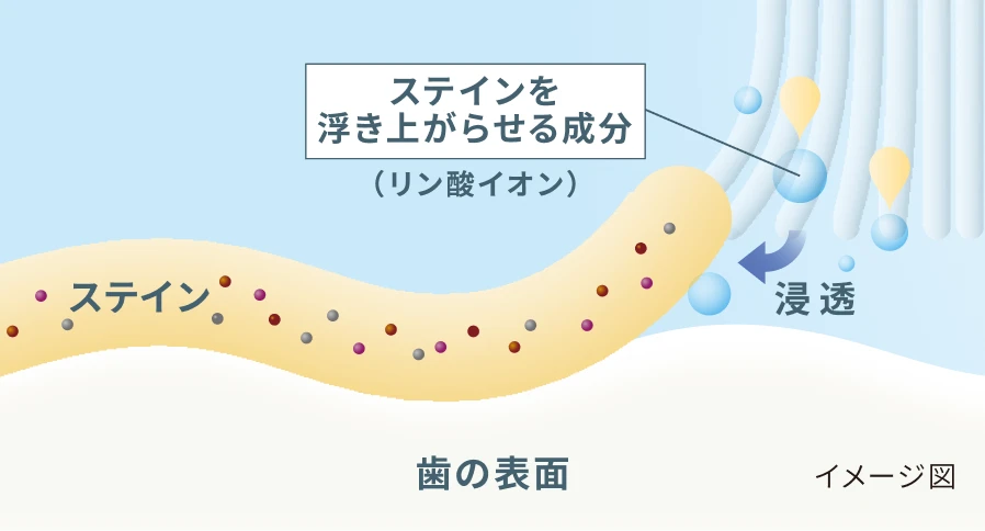 リン酸イオンがステインを浮き上がらせる仕組みのイメージ図