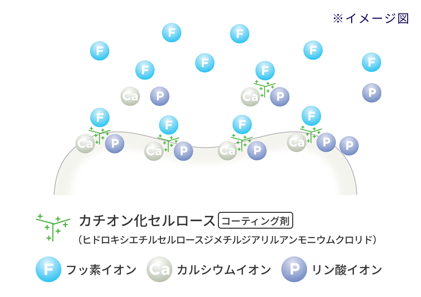 フッ素高滞留処方のイメージ図