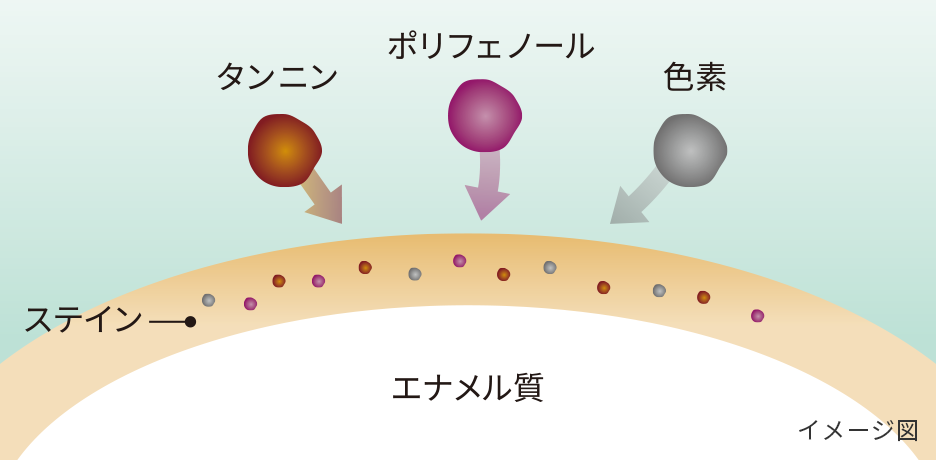 ステインとは？イメージ図