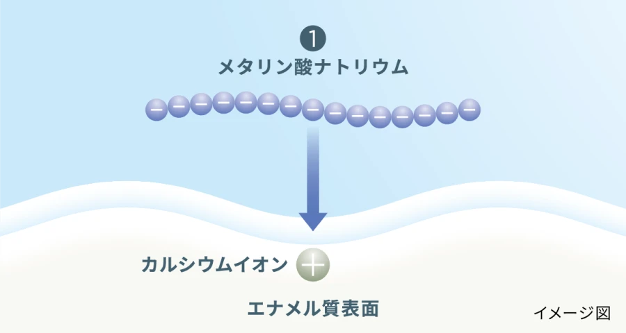 メタリン酸ナトリウムがエナメル質表面を覆う図解