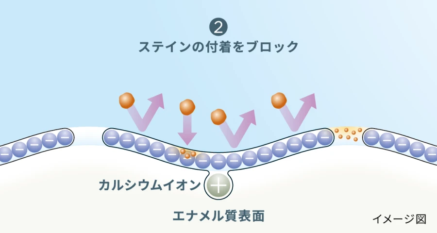 エナメル質表面へのステインの付着をブロックする図解