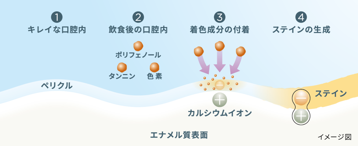 ステインがエナメル質表面に付着するまでの図解
