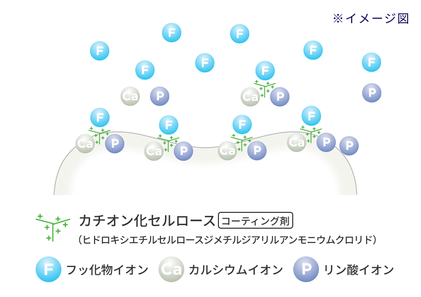 フッ素高滞留処方のイメージ図