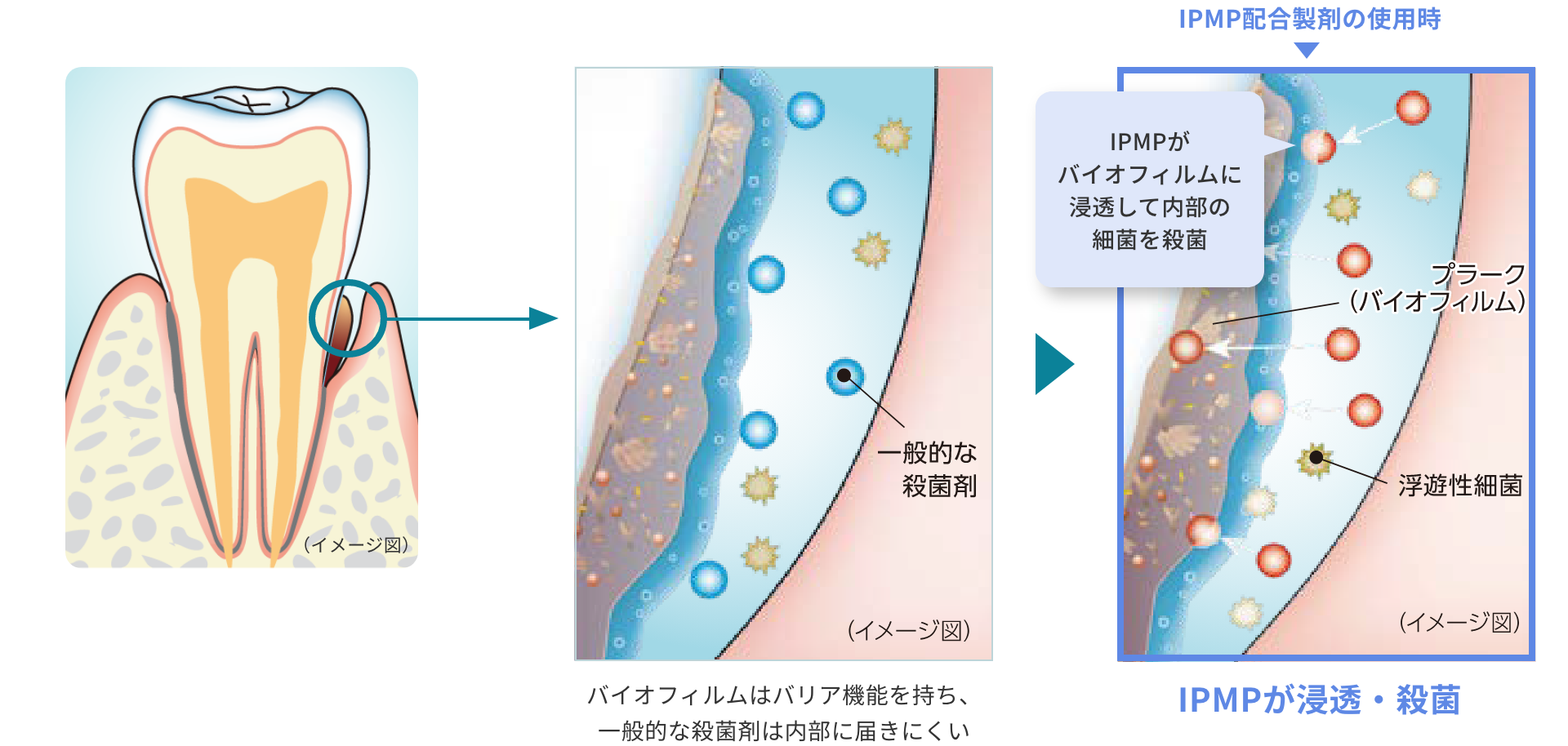 バイオフィルムはバリア機能を持ち、一般的な殺菌剤は内部に届きにくい