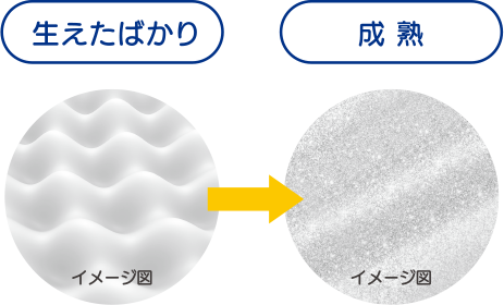生えたばかり/成熟　イメージ図