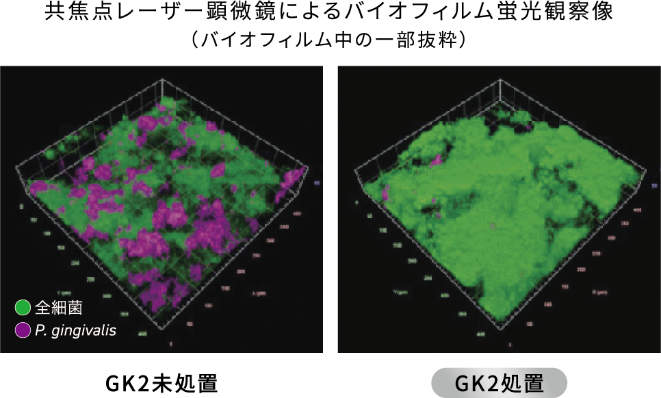 共焦点レーザー顕微鏡によるバイオフィルム蛍光観察像(バイオフィルム中の一部抜粋)の画像
