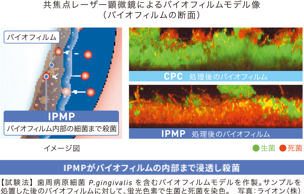 共焦点レーザー顕微鏡によるバイオフィルムモデル像（バイオフィルムの断面）の画像