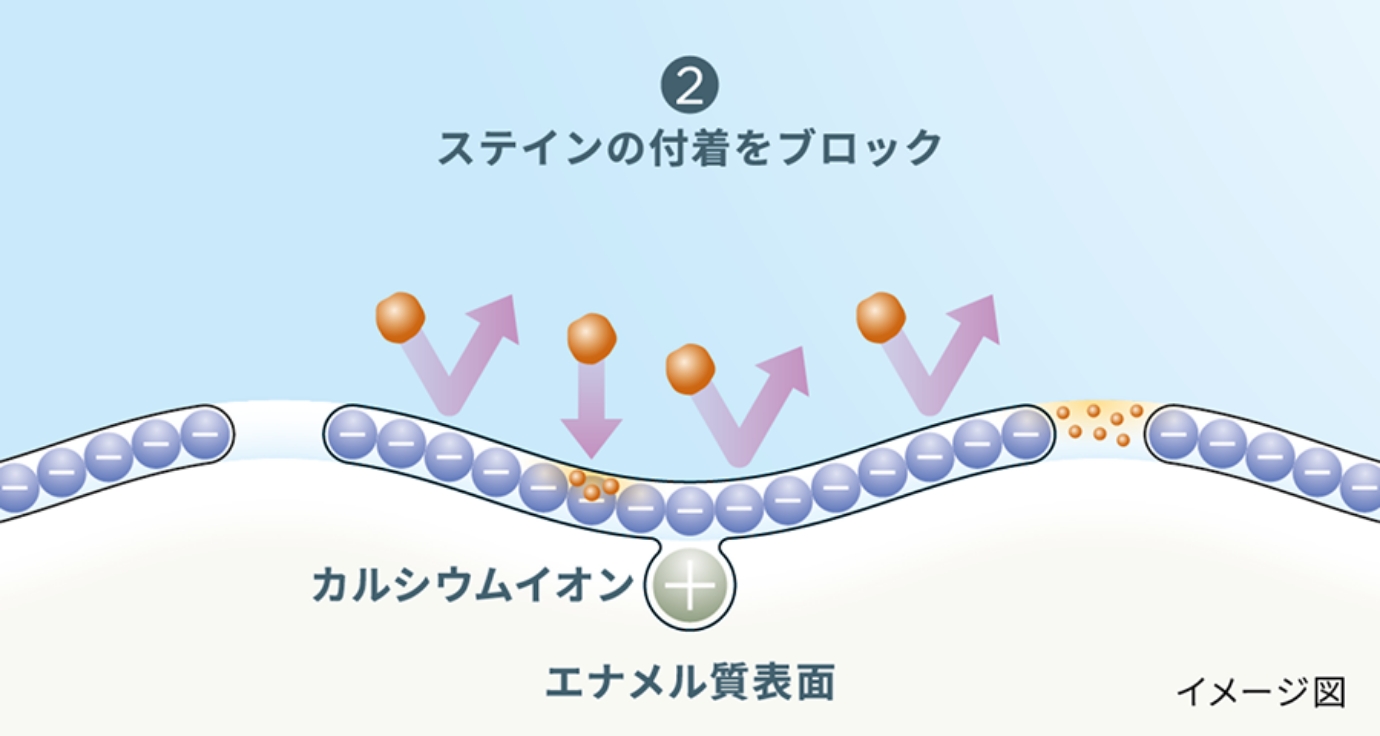 エナメル質表面へのステインの付着をブロックする図解