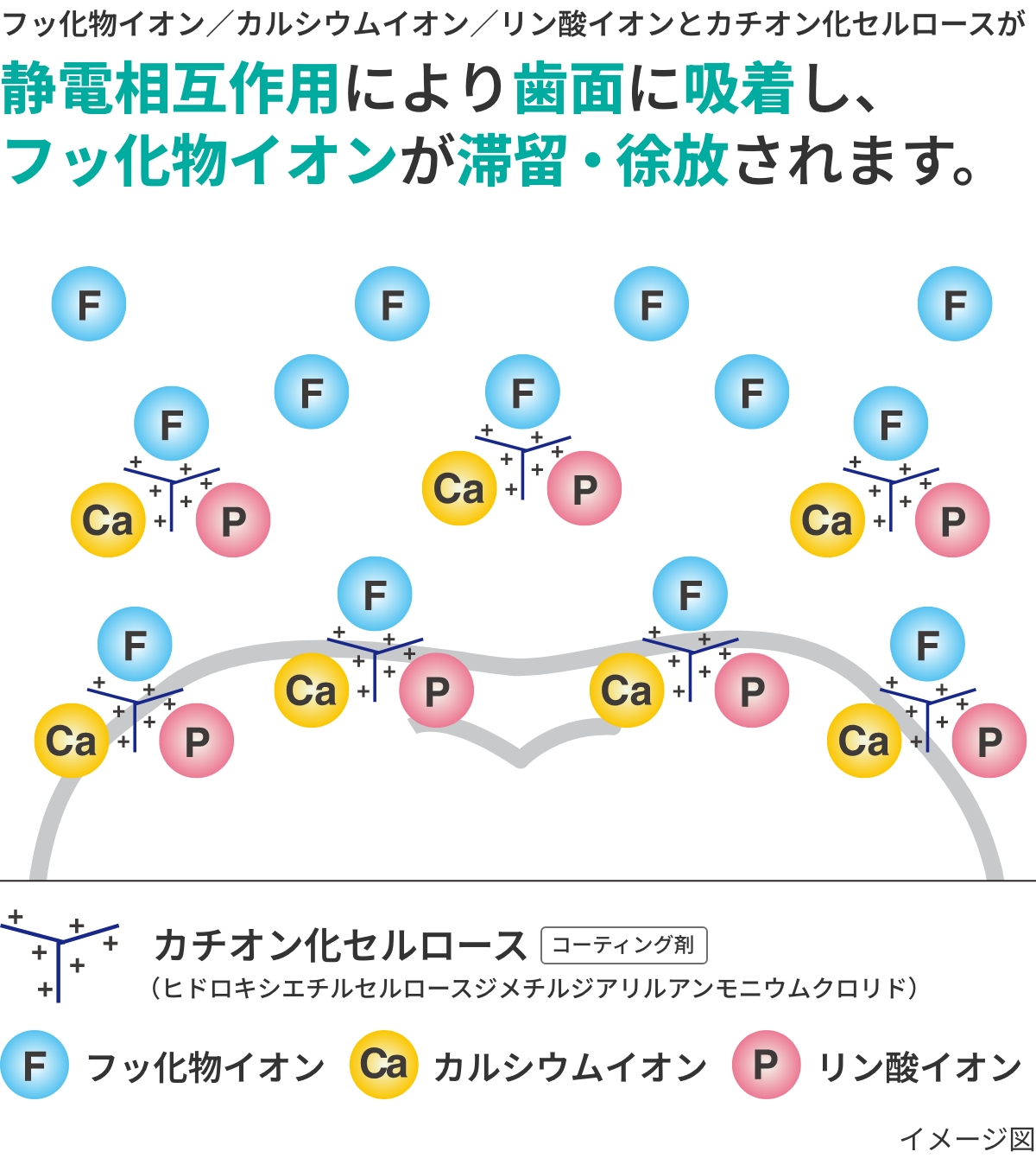 フッ化物イオン／カルシウムイオン／リン酸イオンとカチオン化セルロースが静電相互作用により歯面に吸着し、フッ化物イオンが滞留・徐放されます。