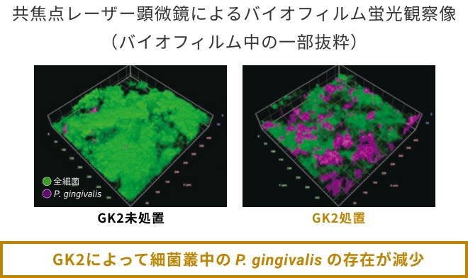 共焦点レーザー顕微鏡によるバイオフィルム蛍光観察像(バイオフィルム中の一部抜粋）。GK2によって細菌叢中のP. gingivalisの存在が減少